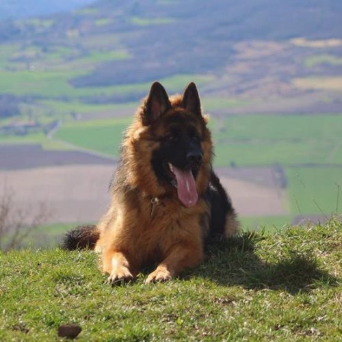 Elevage de bergers allemands poils courts et longs