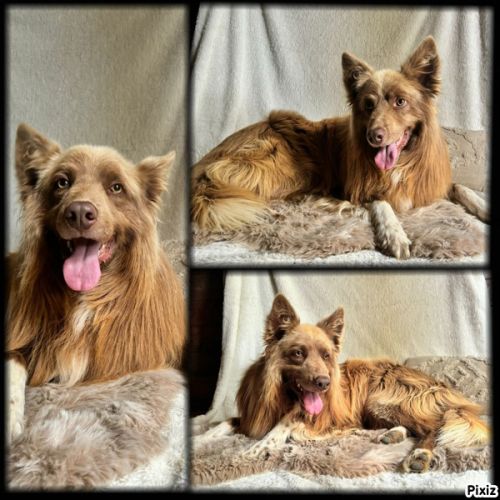 Domaine des terres d'or celte