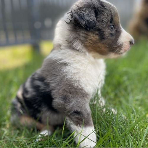 Eleveuse de berger australien