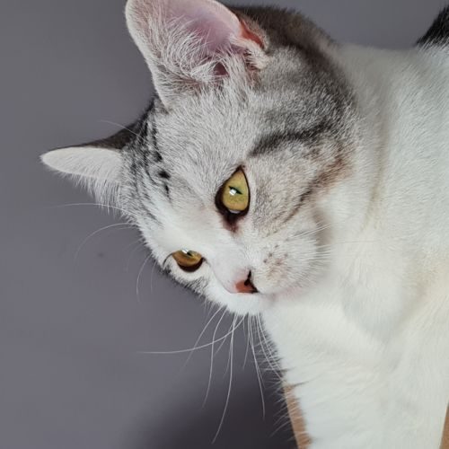 Chatterie des farfadets ecossais