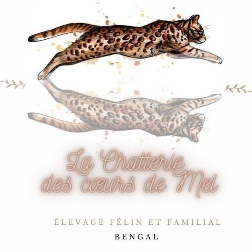 Elevage de bengal loof