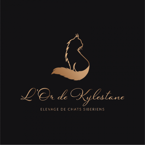 L'or de kylestane-elevage de chats siberiens