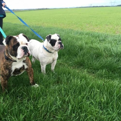 Elevage de bulldog continental