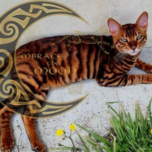 Élevage de toyger d'exception , embrace the moon