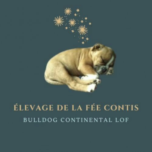 Élevage de la fée contis bulldog continental lof