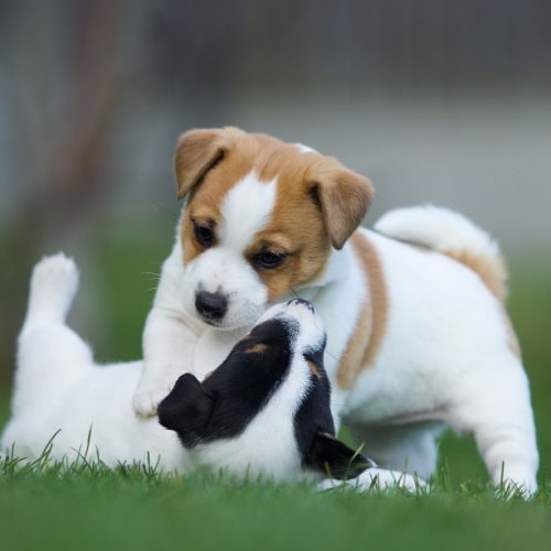 Elevage de jack russell lof de sélection.