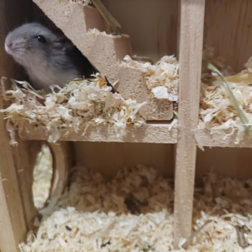 Éleveuse d'hamster russe