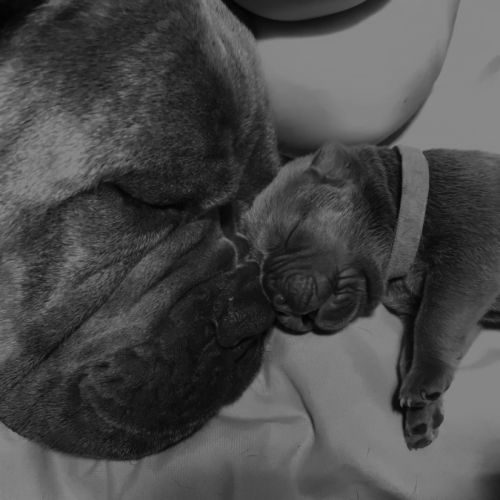 Cane corso lof haute savoie