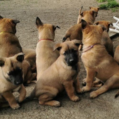 Élevage de berger belge malinois