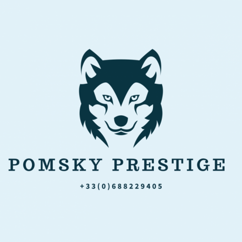 Pomsky prestige