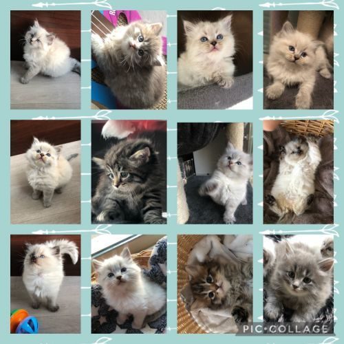 L odyssée feeling chats sibériens loof