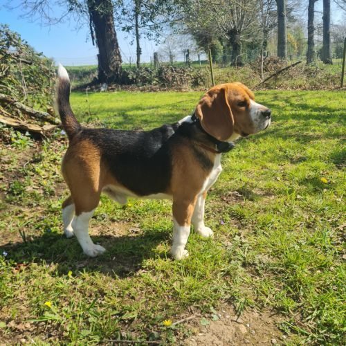 Le rallye des corbinières