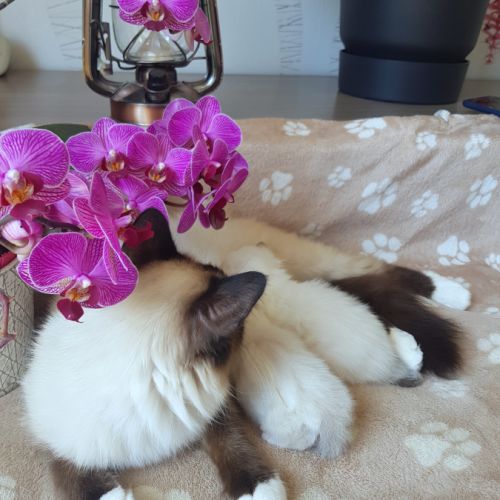 Chatterie des yeux de rubby