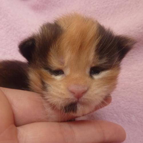 Eleveur : chatterie du Doux Chant Félin