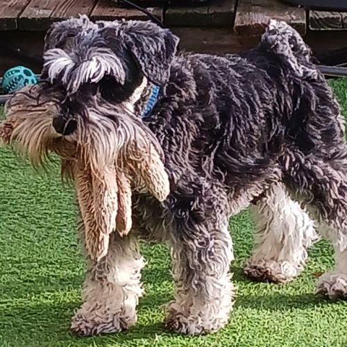 Élevage familial et professionnel