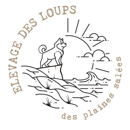 Des loups des plaines salées