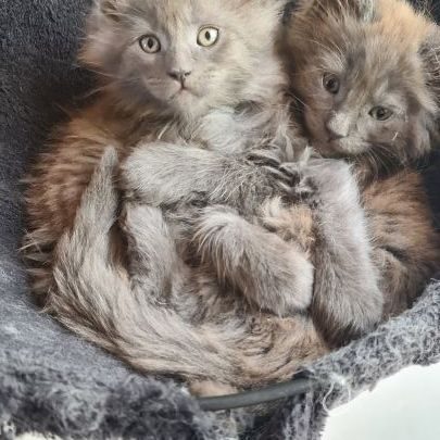 Les perles du tertre