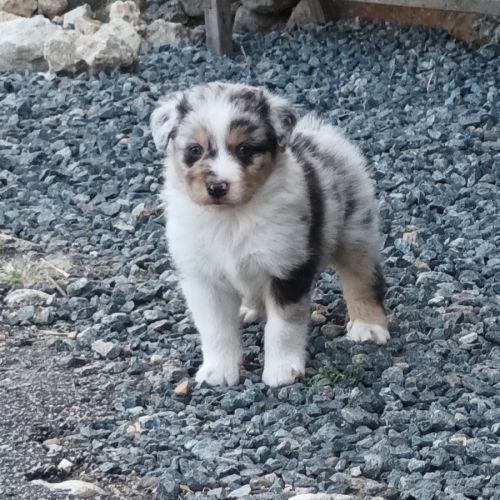 Les australiens de lumeuil