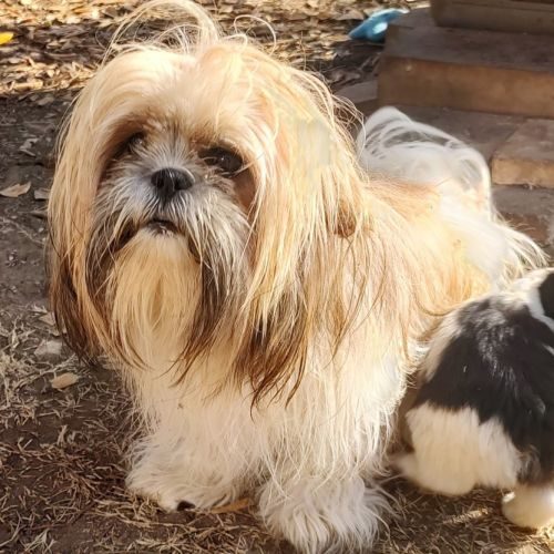 Bébés disponible à la réservation