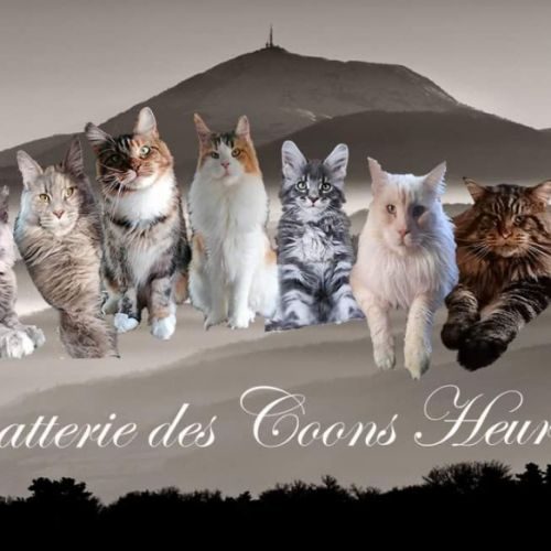 Chatterie des coons heureux