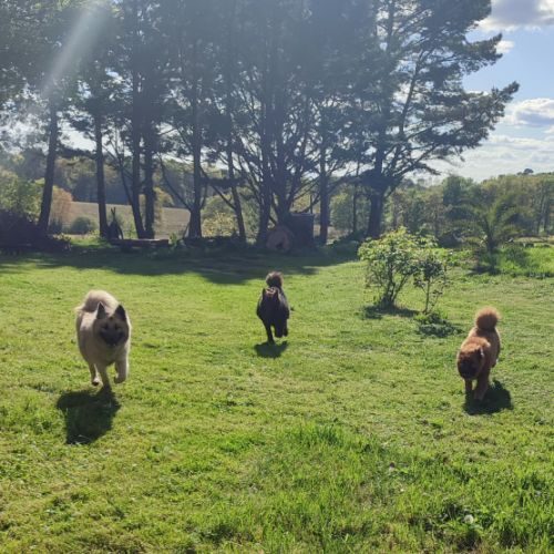 Élevage familial des loups du midour