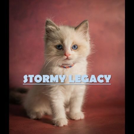 Stormy légacy chatterie