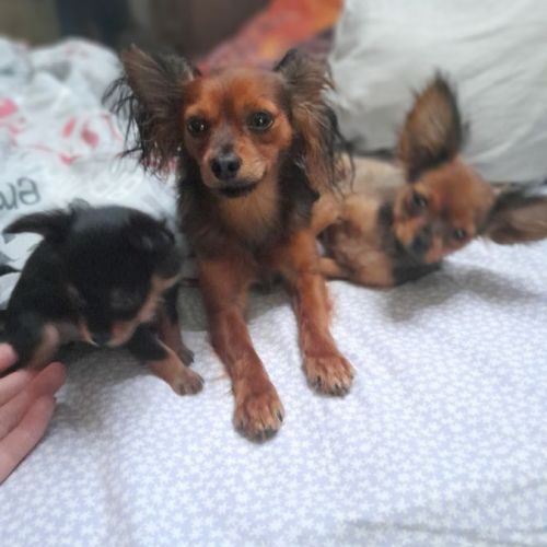 Elevage de russkiy toy