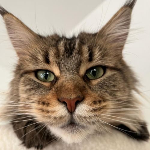 Chatterie domaine de matony