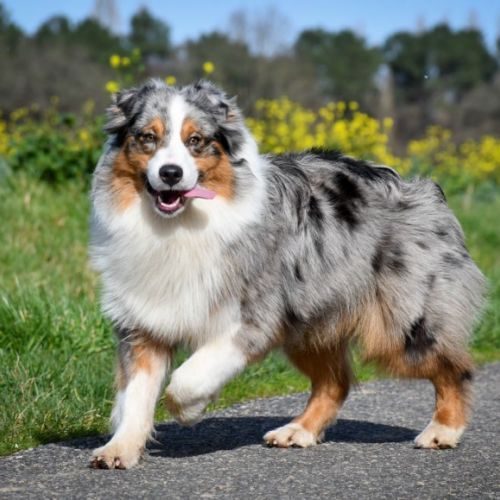 Eleveur de berger australien