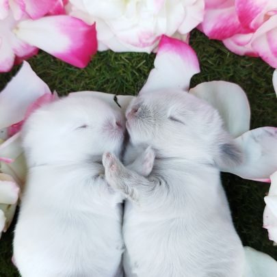 Élevage familial les boules d'amour