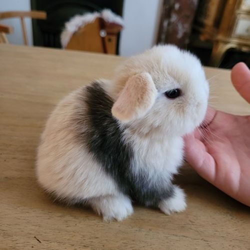 Elevage des petits flocons de lison