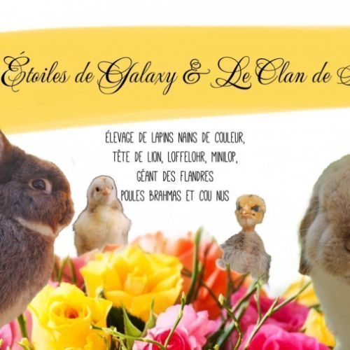 Élevage les étoiles de galaxy