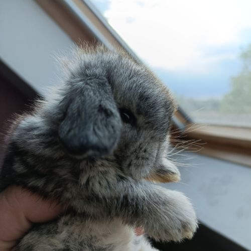 Lapin bélier nain 100% minilop