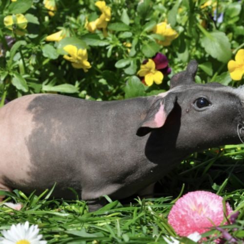 Elevage de cochon d'inde skinny apprivoisés