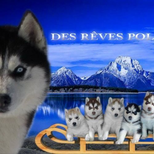 Élevage des rêves polaires