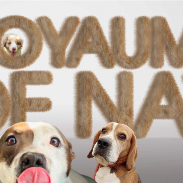 Elevage staffy, beagle et berger australien