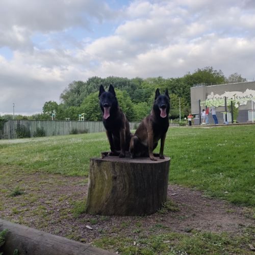 Elevage de bergers belges malinois à halluin