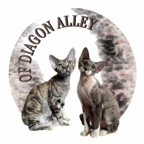 Of diagon alley - elevage de devon rex