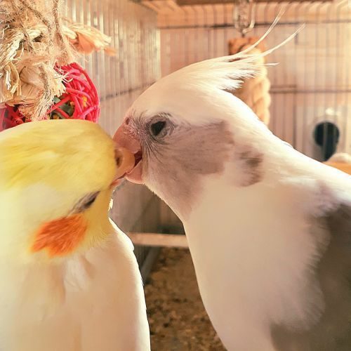 Éleveur calopsitte eam vendée