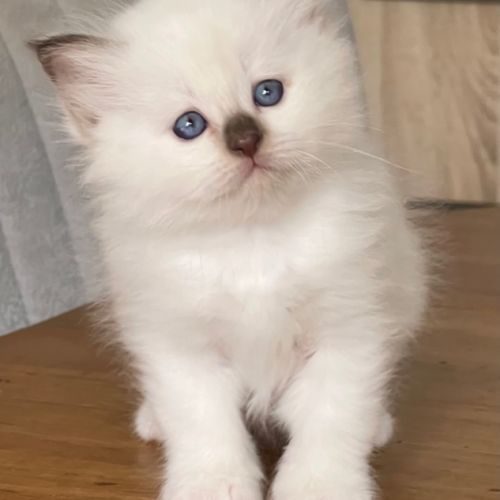 Chatterie de sita et madalpour - sacré de birmanie