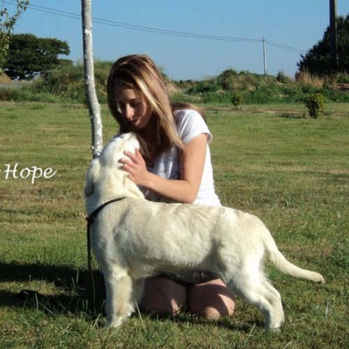 Elevage always hope (golden retriever lof)