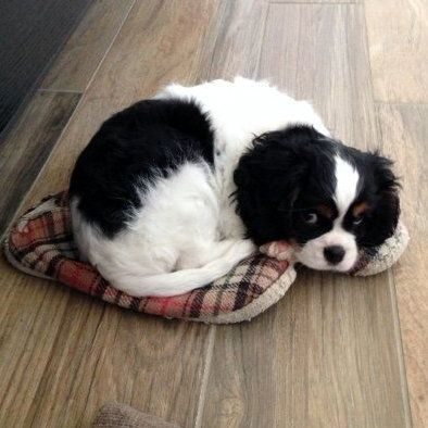 Chiots cavalier king charles