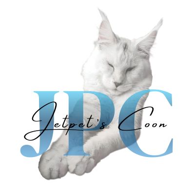 Chatterie jet pet's coon