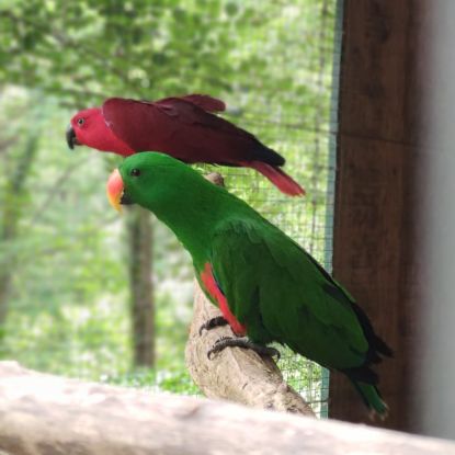 Elevage amateur et familial de perroquets