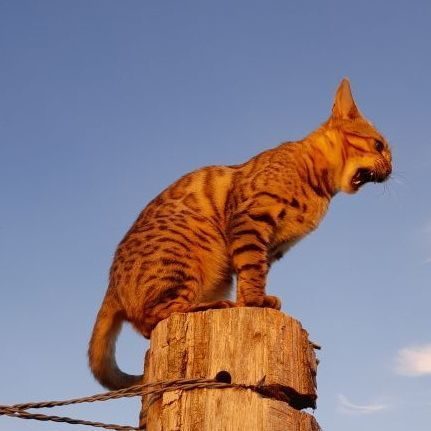 Elevage de chats bengals