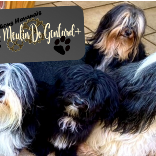 Bichon havanais du moulin de gontard