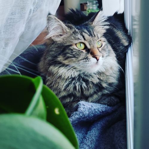 Chatterie du siberdark