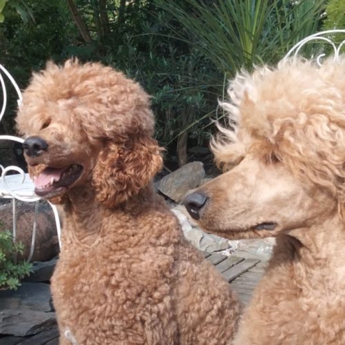 Elevage de caniche royale fauves