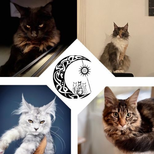 De l’univers du coon cattery