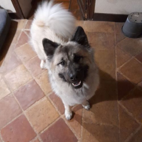 Elevage du fluff de soie